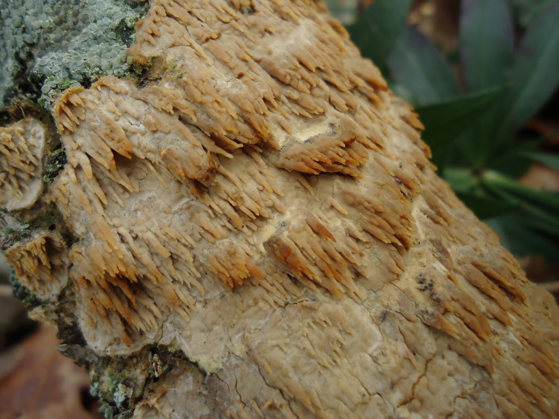 Aculei (Radulomyces molaris)